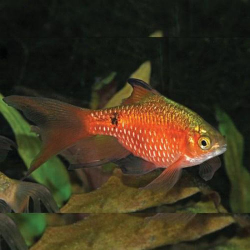 Ikan Red Barbir Slayer(Khusus Gojek)