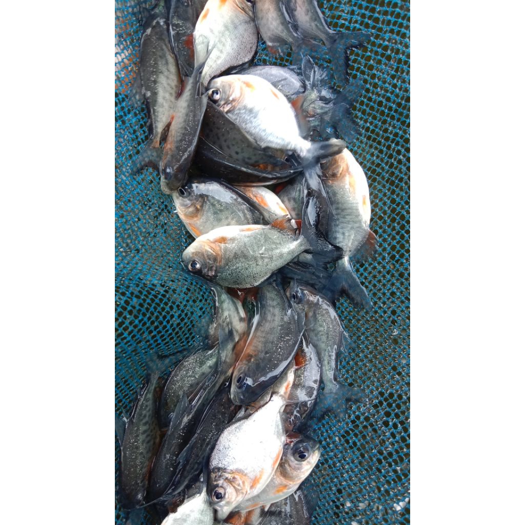 Bibit bawal /Bibit ikan bawal air tawar