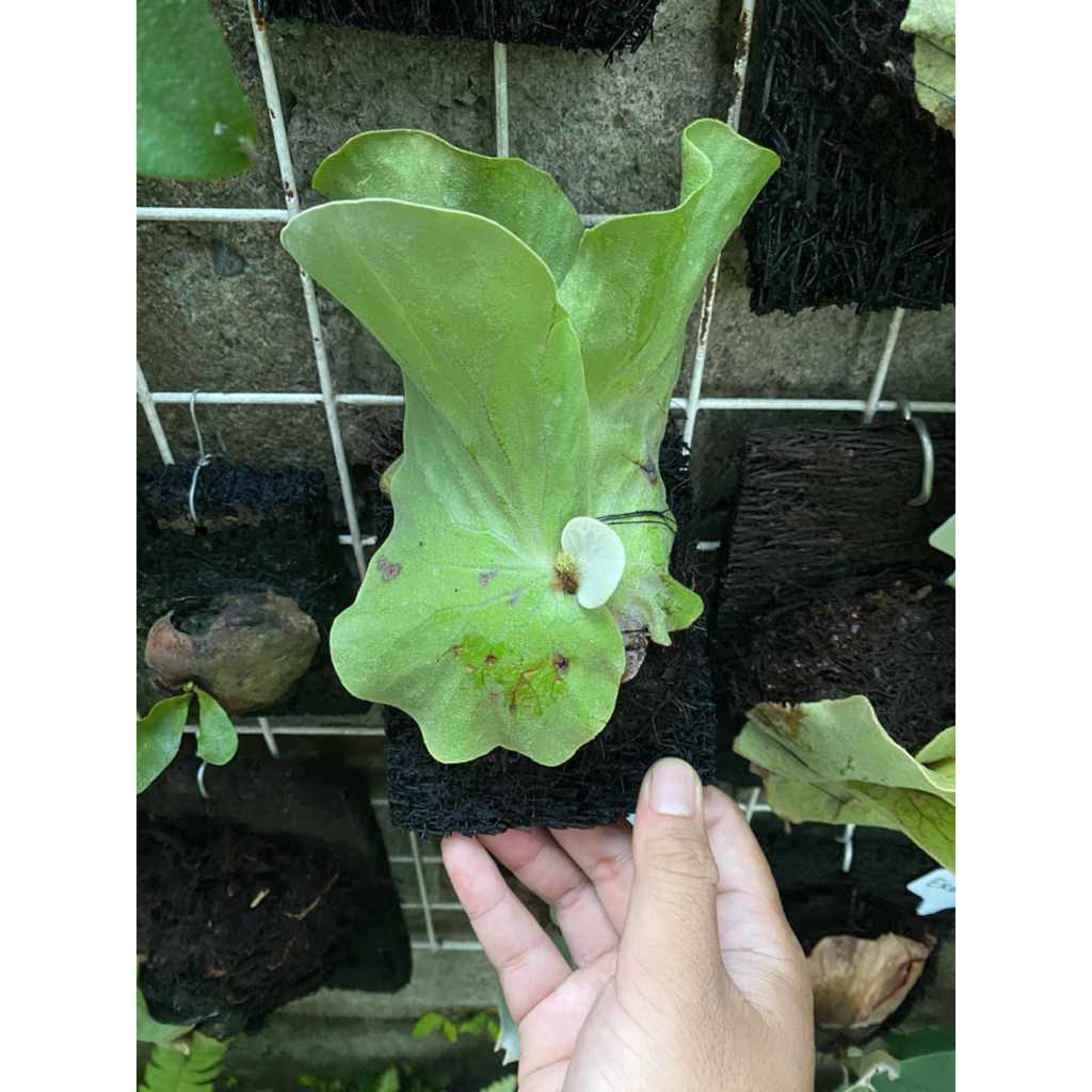 platycerium elephantotis silver