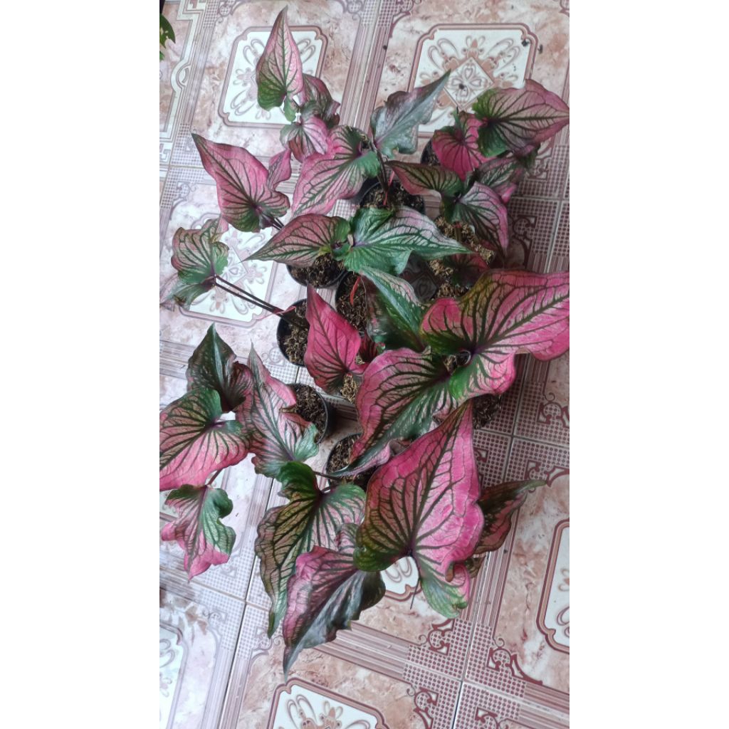 caladium infinity