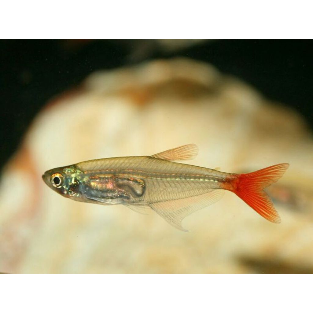 Ikan Hias Glassfin Tetra / Ikan Hias Aquascape / Ikan Hias Air Tawar