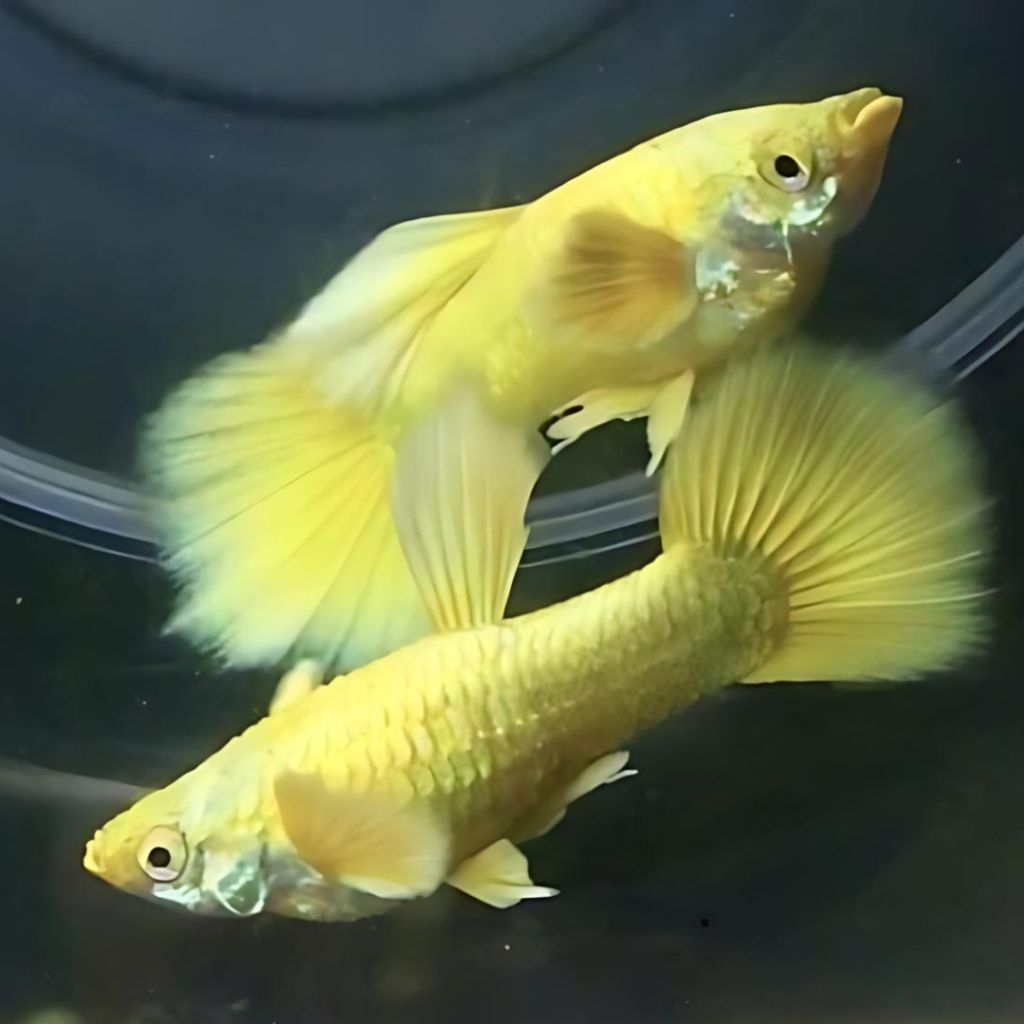 guppy pasangan full gold ( jantan - betina )