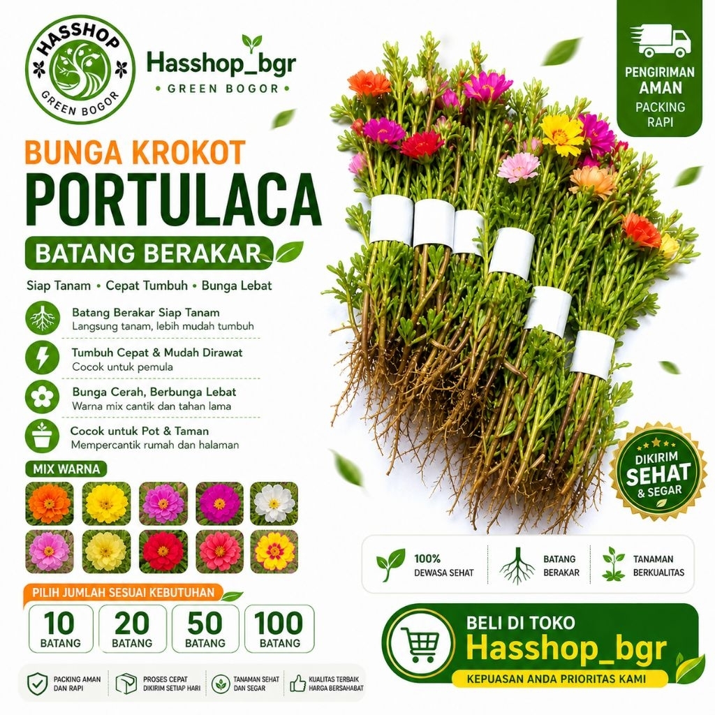 Paket Bibit Krokot 20 Batang Bunga Krokot Tumpuk Mix Warna Warni Sudah Berakar