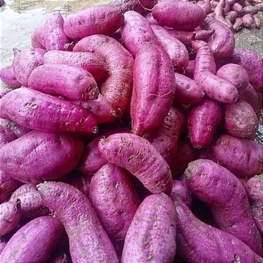 UBI UNGU KETAN MURASAKI /kg