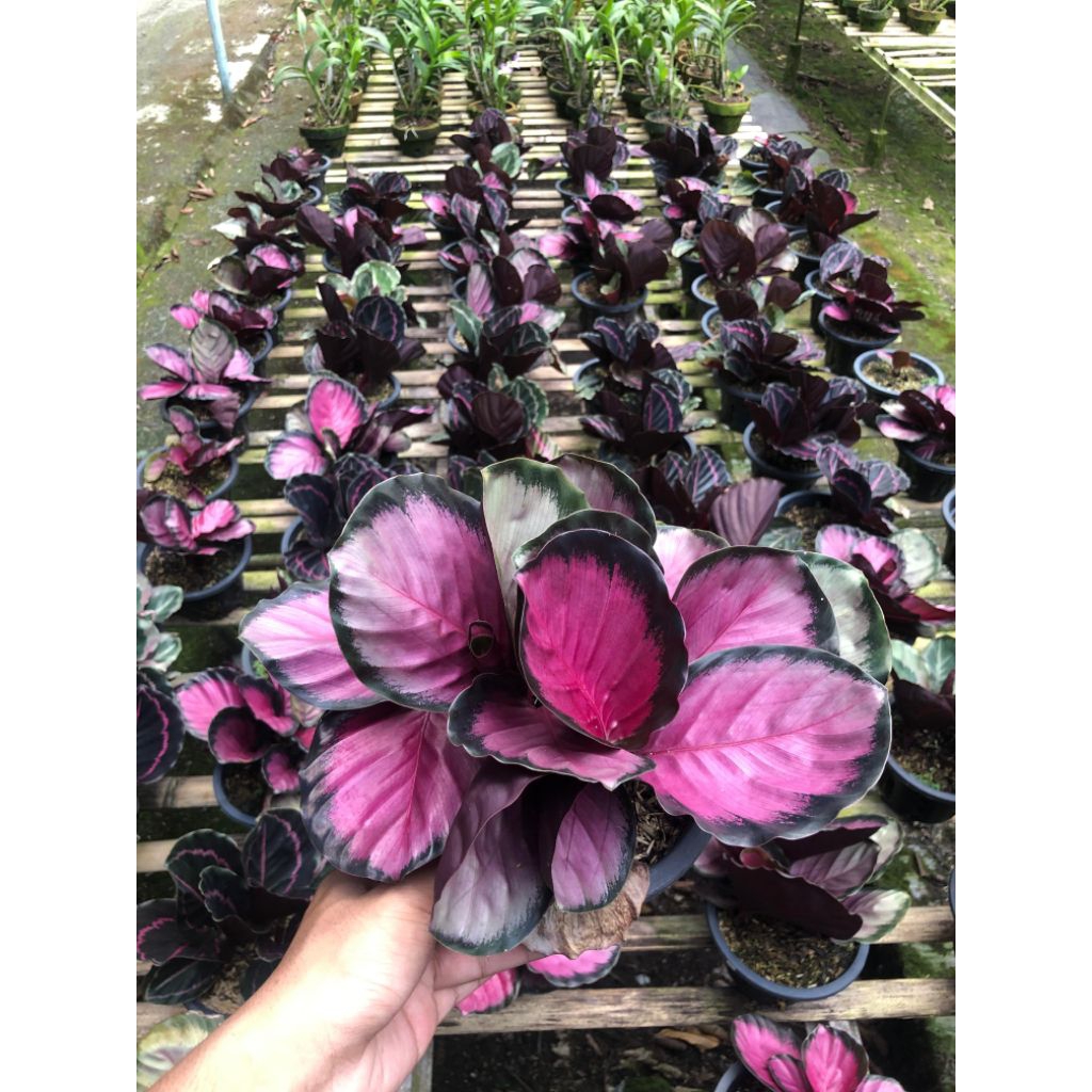 Tanaman Hias Calathea Crimson+pot dewasa taun 5-15 rimbun murah