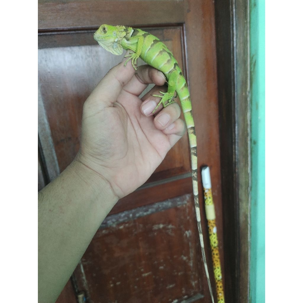 iguana tobago hybrid green