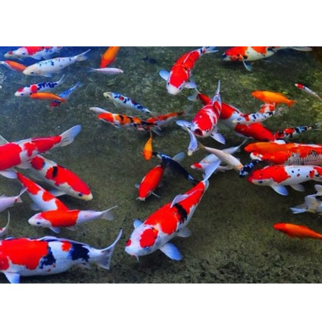ikan koi kebutuhan aquarium