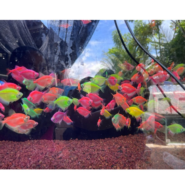 paket 10 ekor ikan glofish warna warni