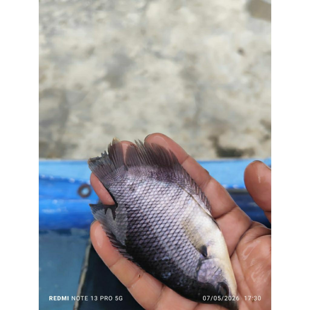 bibit ikan gurame