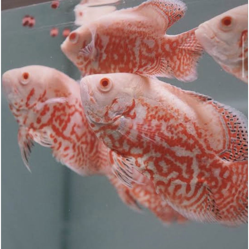Oscar nemo/Paris albino