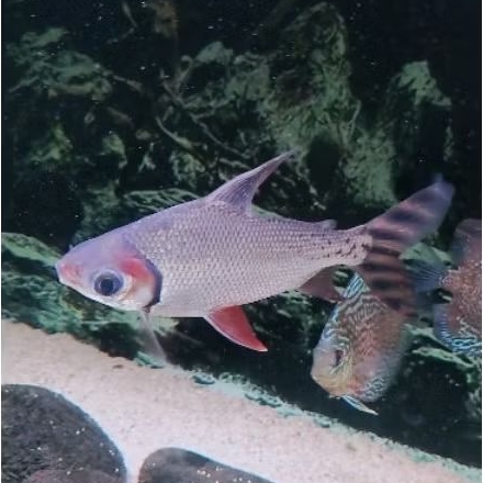 Rff red feifeng