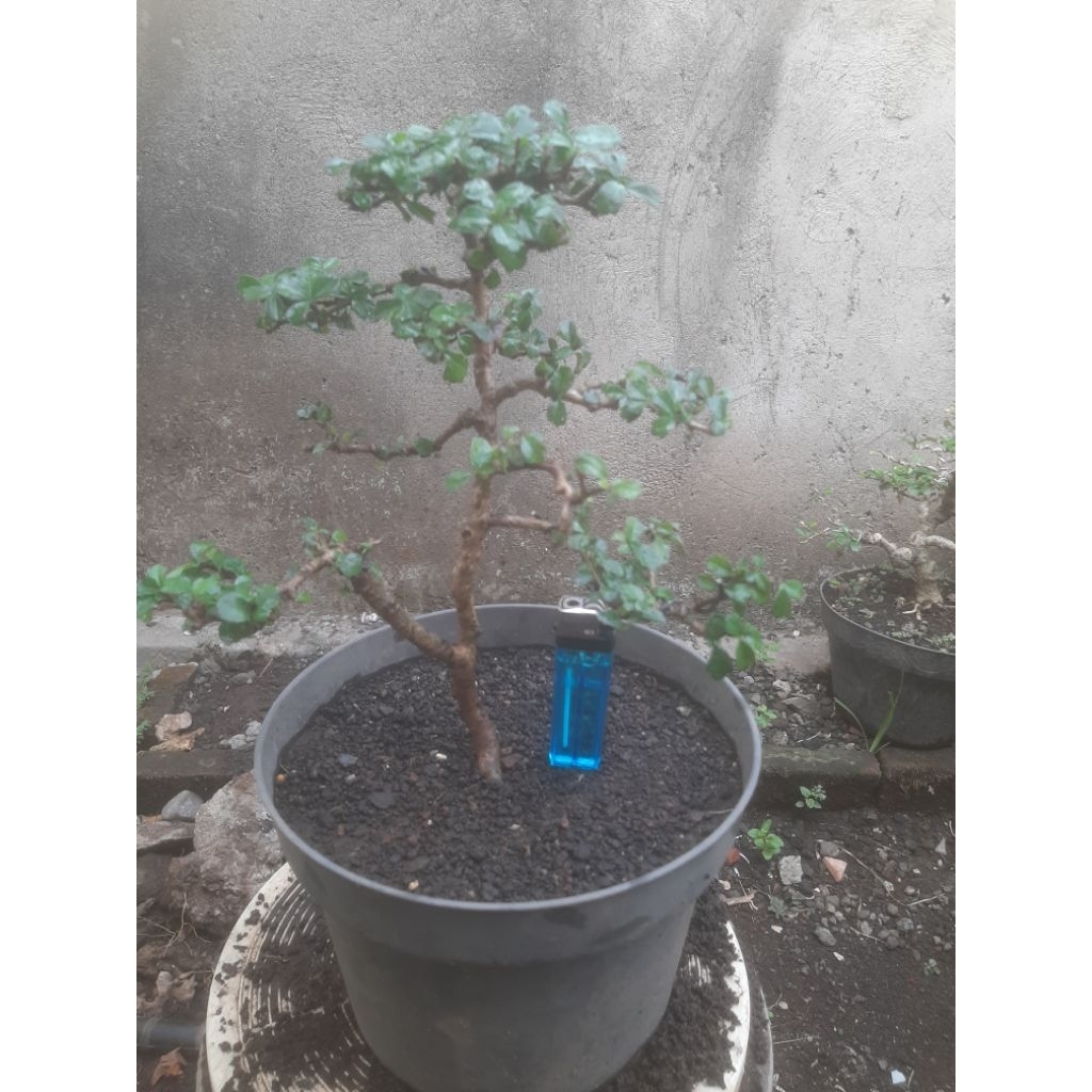 Bonsai Bahan Hokianti Micro Natural Sesuai Foto