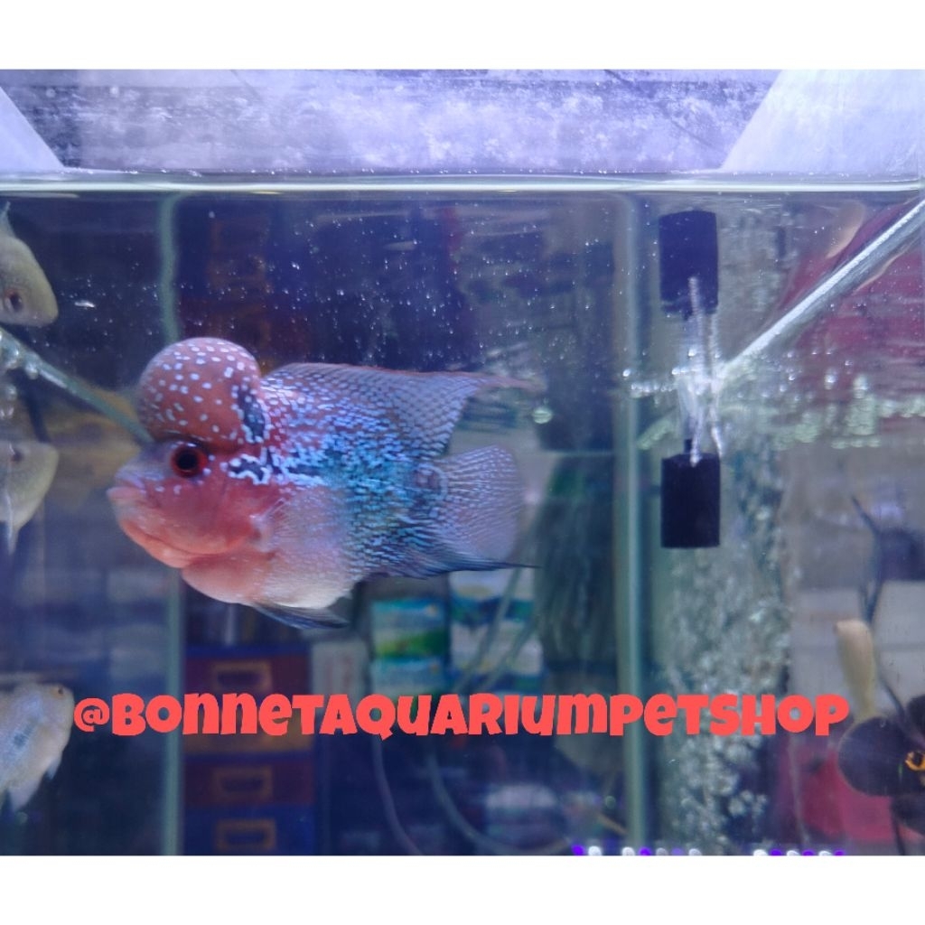 IKAN HIAS LOUHAN BONSAI SRD ONLY INSTAN