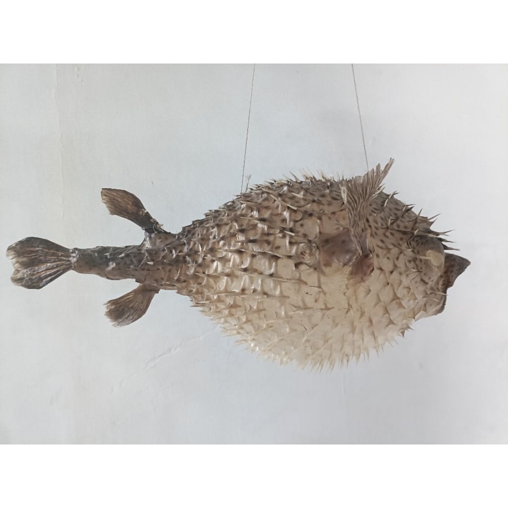 Jual Hiasan Kulit Ikan Buntal Asli 57cm JUMBO