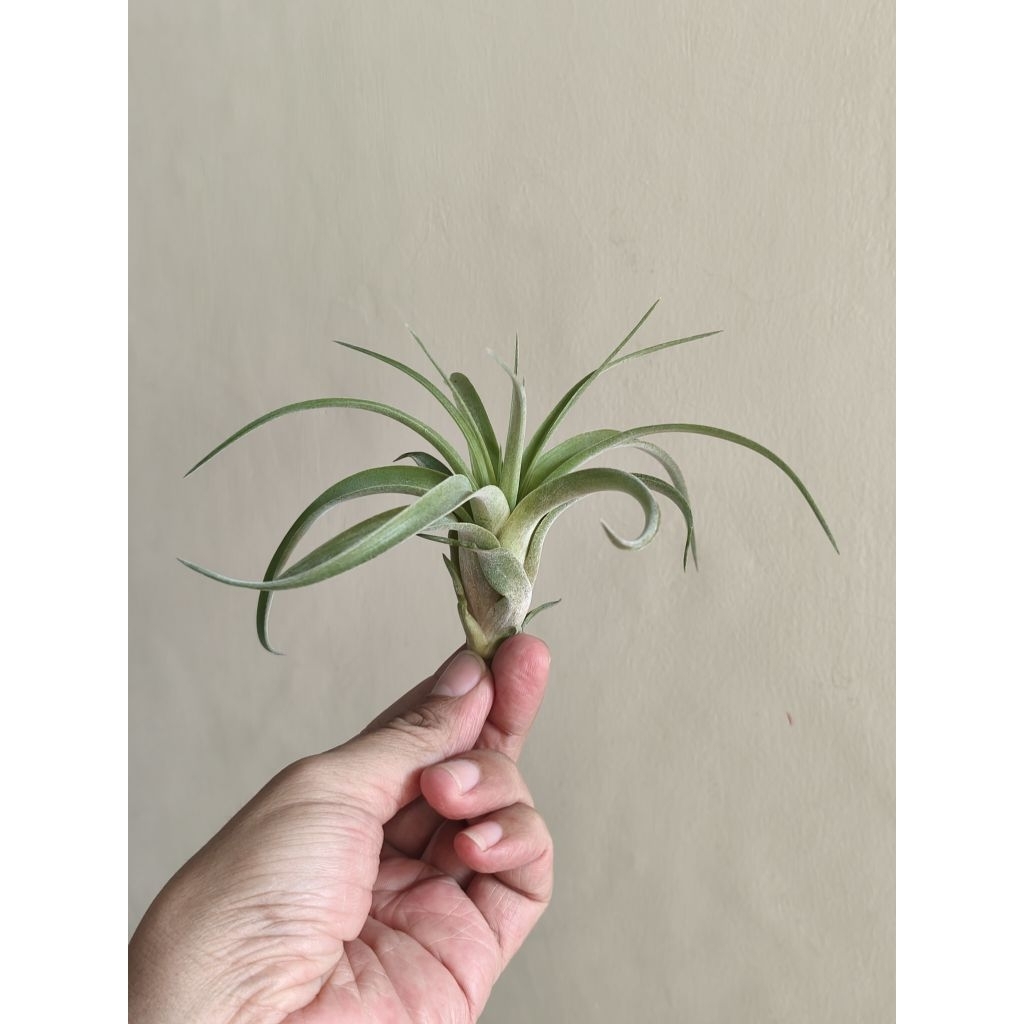 Tillandsia Eric Knobloch - Tanaman Hias - Air Plant