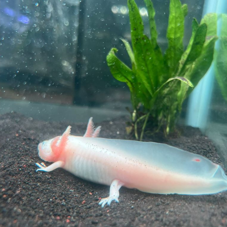 ikan palmas senegalus leucistic - ikan hias