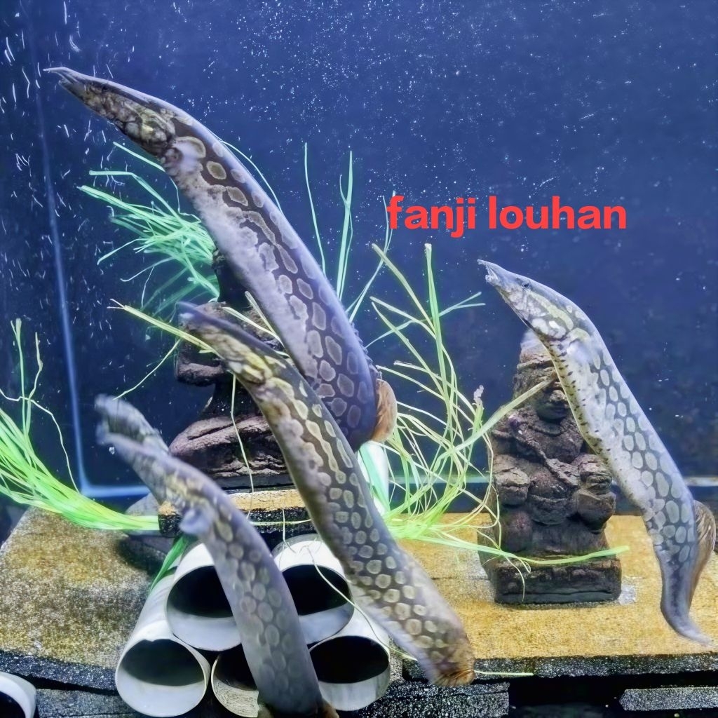 ikan hias sili batik / sili bambu size 13-15 cm