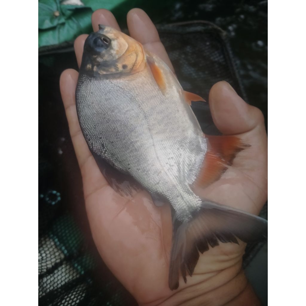 Bibit ikan Bawal konsumsi