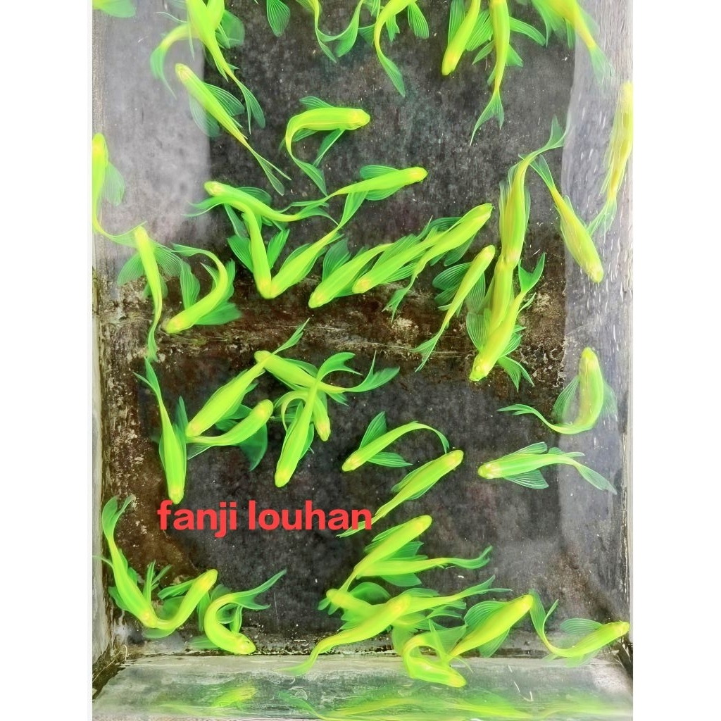ikan hias Danio slayer size m