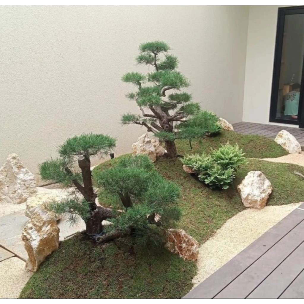 taman jepang bonsai cemara udang