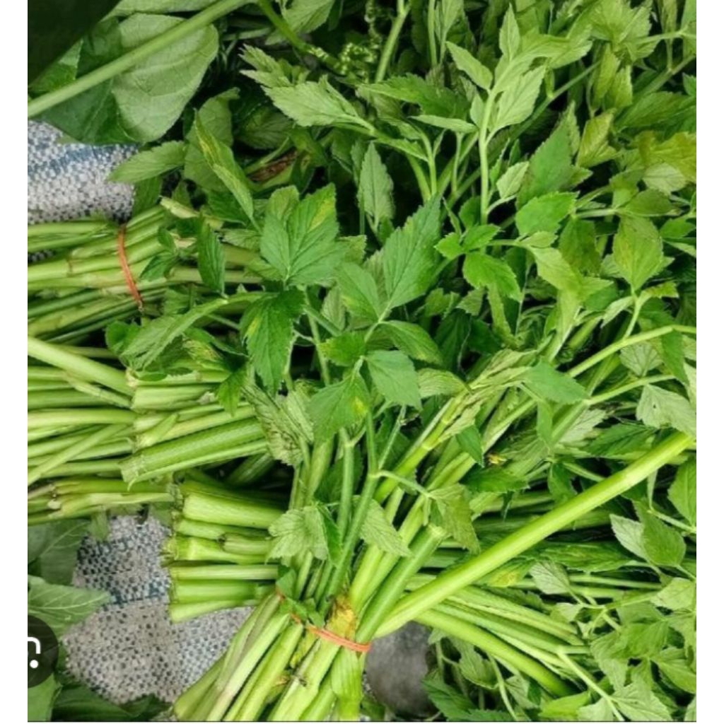lalapan tespong segar