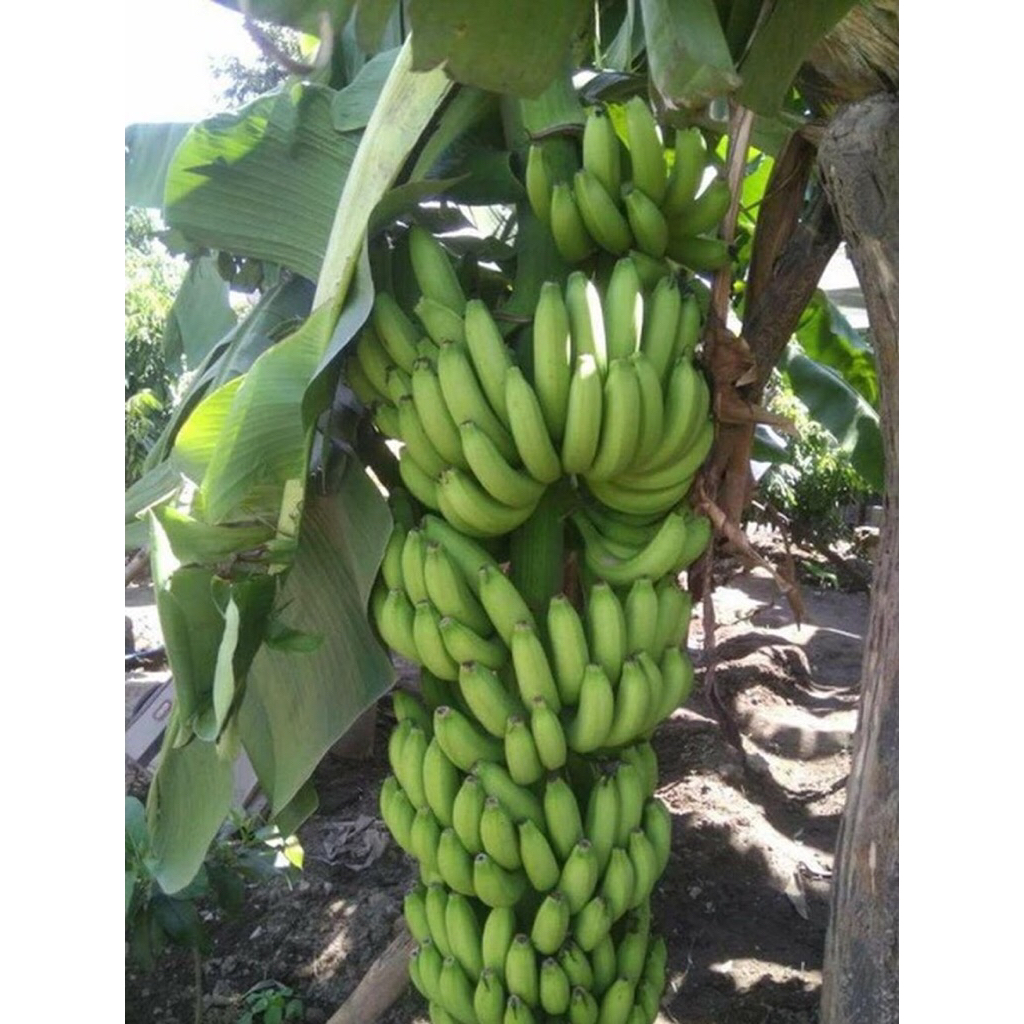 bibit pisang ambon lumut