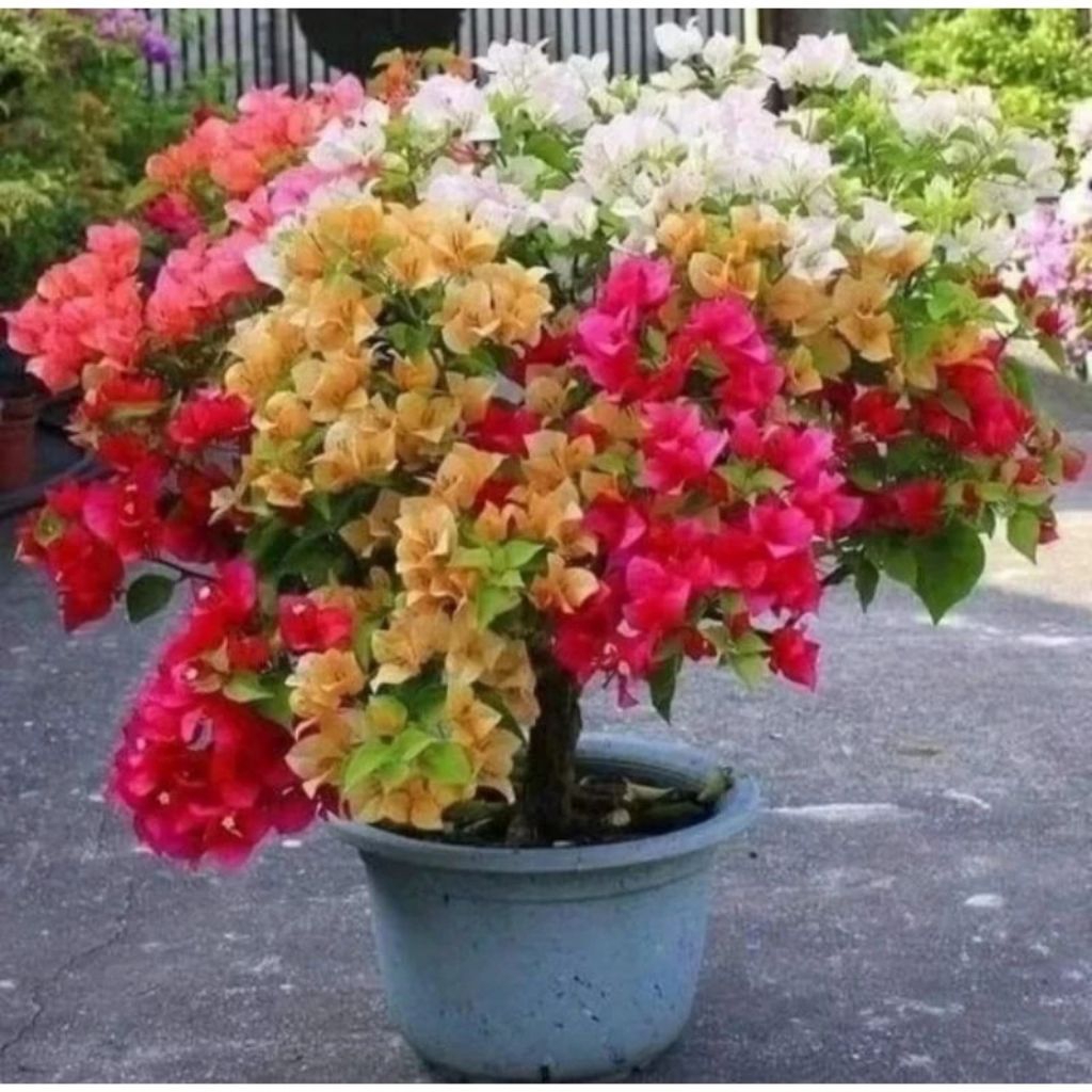 paket 3 Tanaman Hias Bougenville 4 Warna - STV