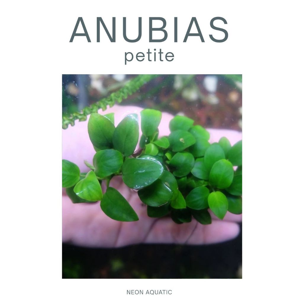 Anubias Petite Indukan - Anubias Petite Clump - Anubias Petite MP - Tanaman Aquascape - Neon Aquatic