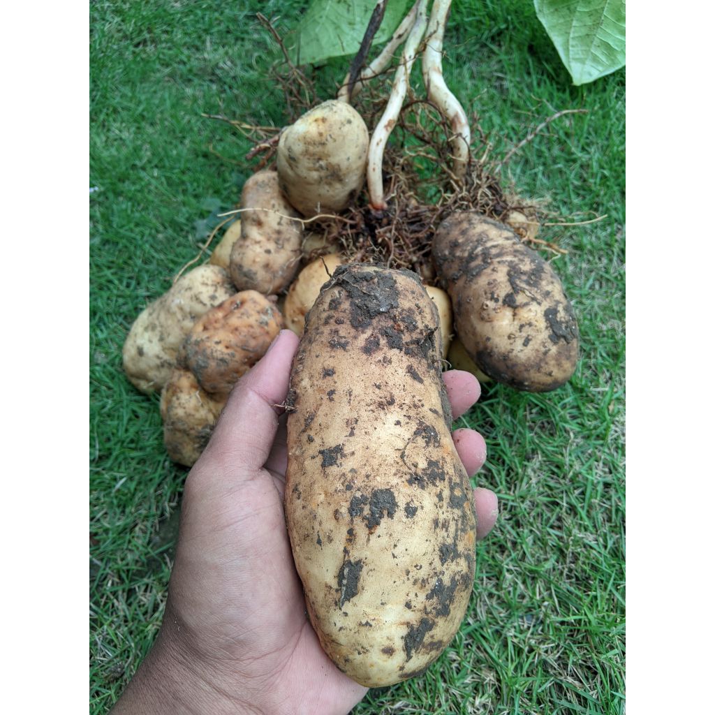 Gembili ketan super pulen / ubi gembili / mbili / mentah fresh 1kg