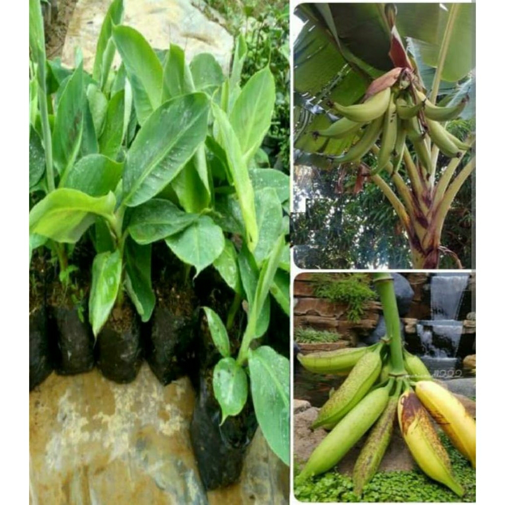 bibit pisang tanduk botol beli 3 gratis 1