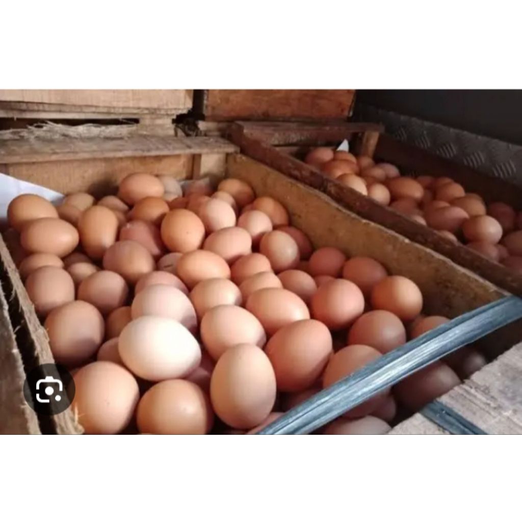 Telur ayam negri fresh (1kg) daerah paiton