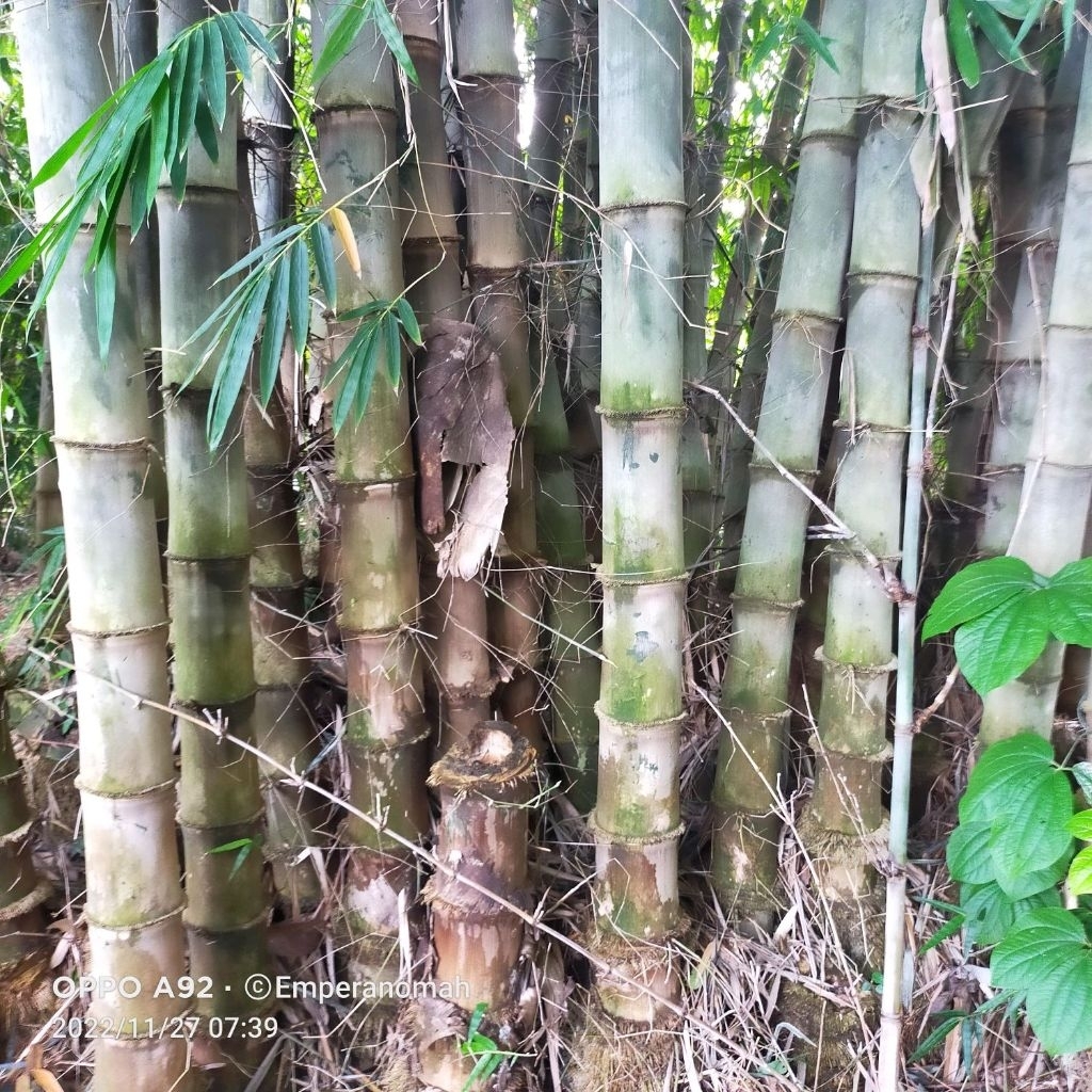 Bibit Bambu Petung Jumbo Bibit Tanaman Bambu Petung
