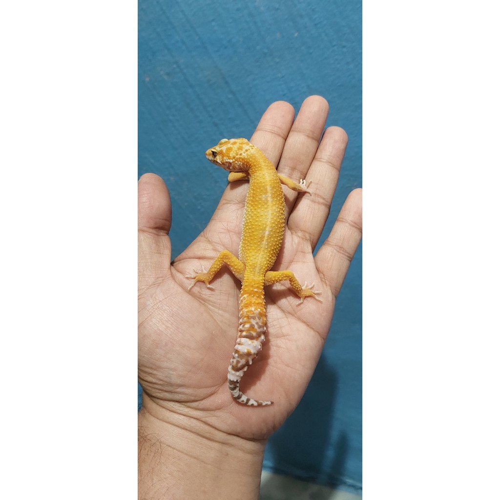 Mainan Leopard Gecko Tremper Lavender