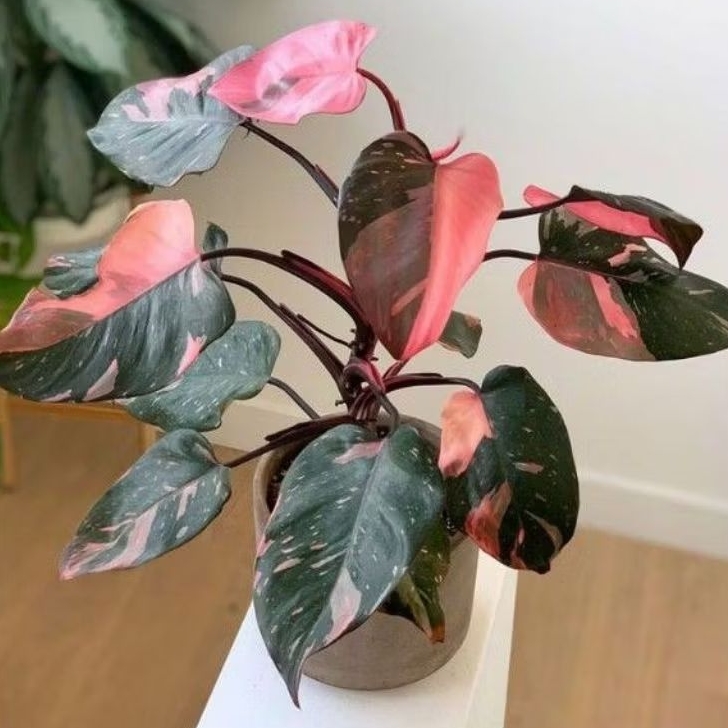 Tanaman Philodendron Pink Princess (ASLI PINK) / Philo Pink / Pink Princess Philo / Philodendron Eru