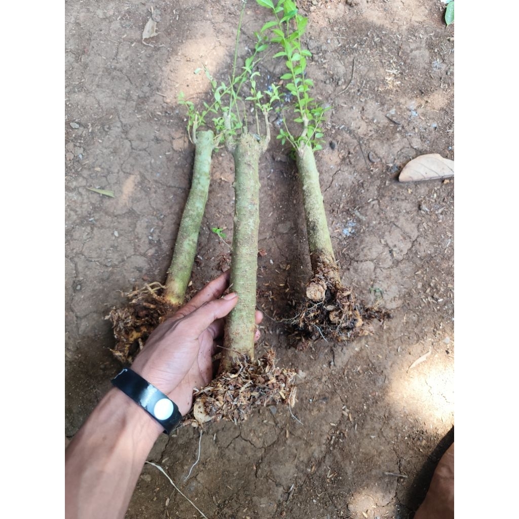 bahan bonsai bonggol anting putri ukuran jempol