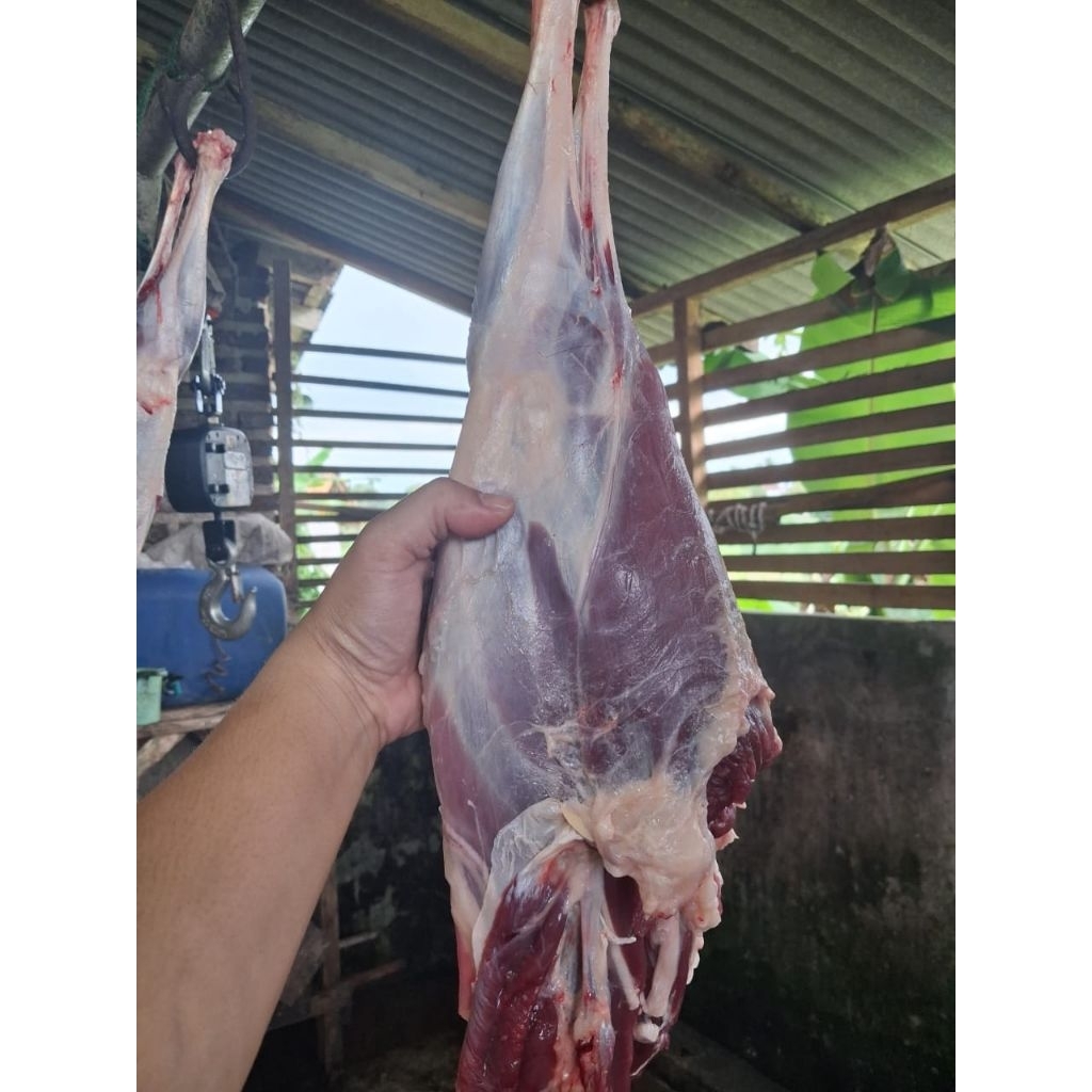 Daging paha kambing depan & paha belakang