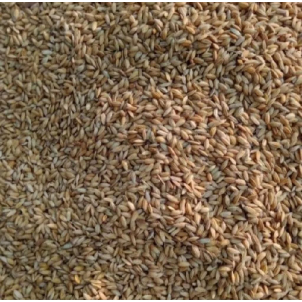 BENIH PADI CILAMAYA MUNCUL KEMASAN 1KG