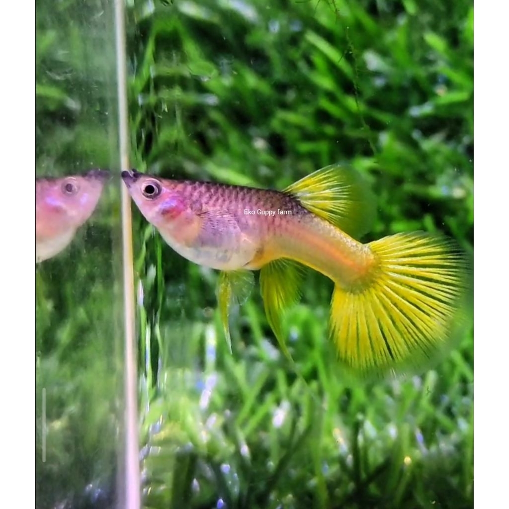 hiasan aquarium guppy yellow pingu ribbon