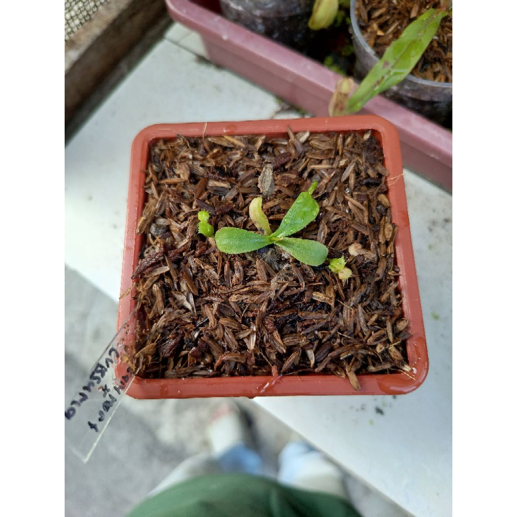Nepenthes (Kampotiana x Northiana) x (LVB x Sumatrana) | Tanaman Carnivora | Tanaman hias | Tanaman 
