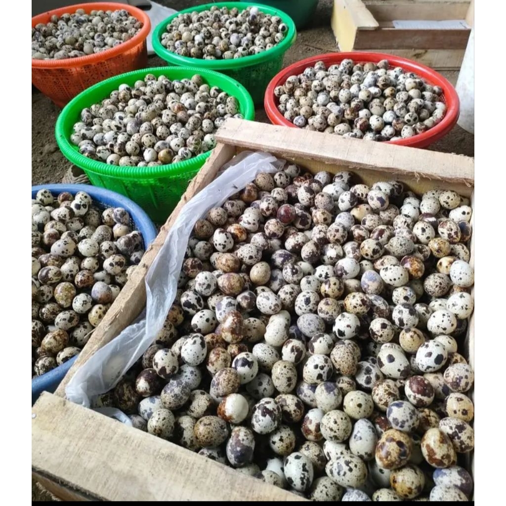 Telur Puyuh Fertil - Telur Puyuh Fertil Rebus, Praktis untuk Konsumsi dan Peternakan