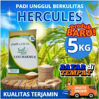 benih padi herkules kemasan 5kg bibit padi genjah dan berbobot