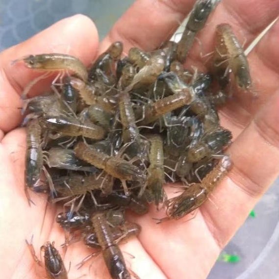 Bibit / Benih Lobster Air Tawar Berkualitas