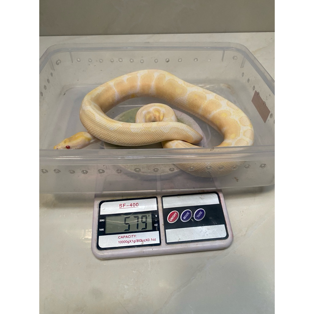 Ball python albino male
