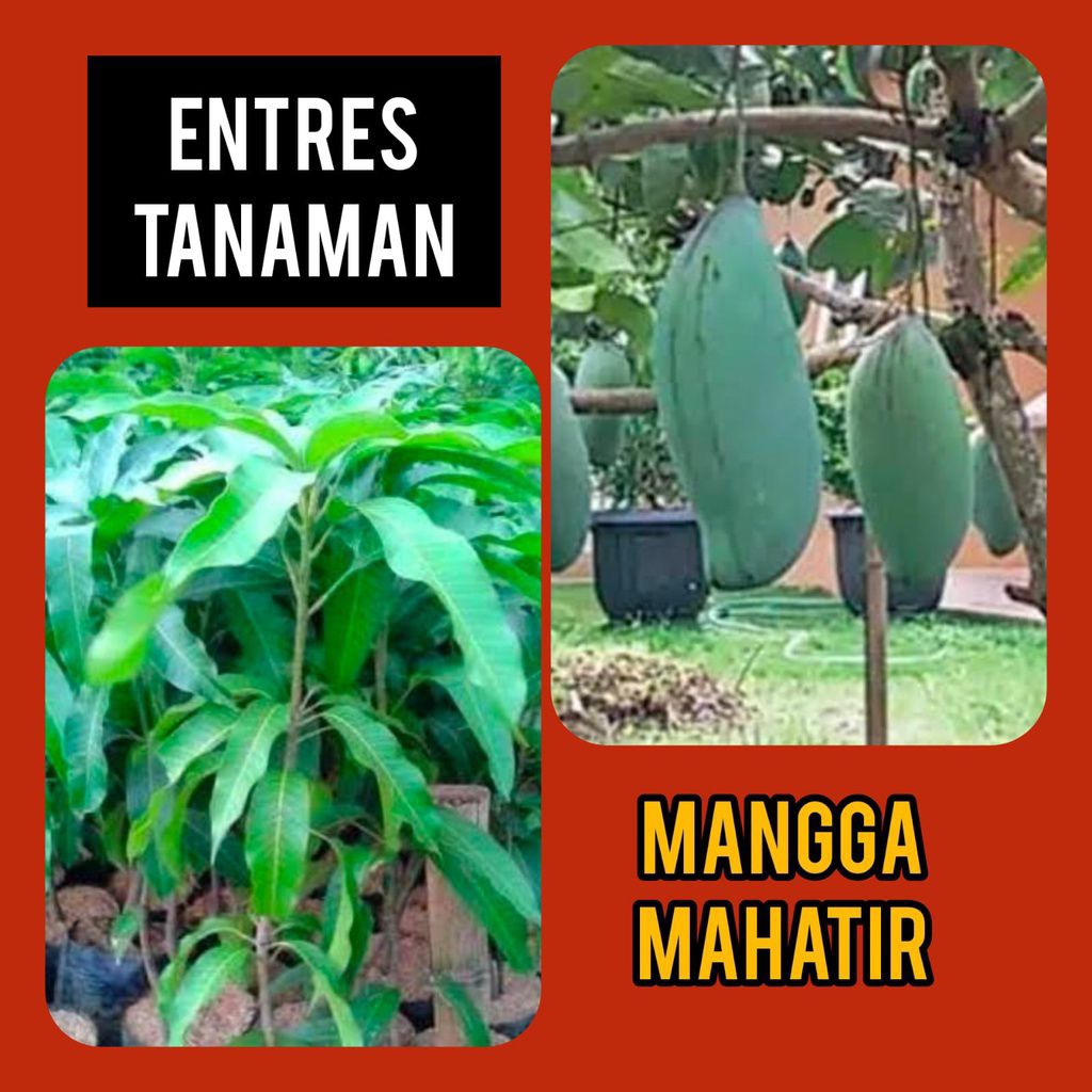 entres mangga mahatir | mangga buah jumbo | entres fresh cutting | bahan sambung pucuk