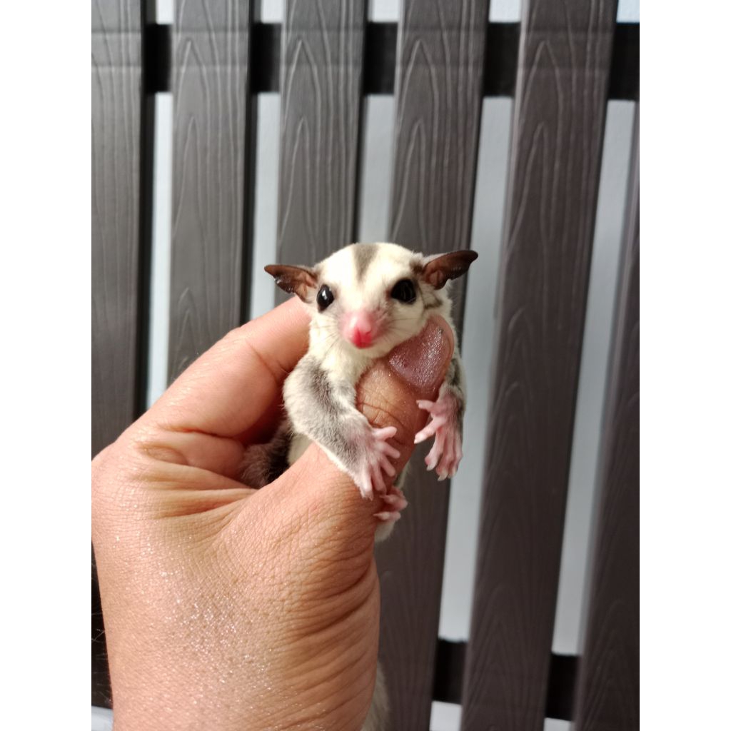 Sugar glider platinum Joey