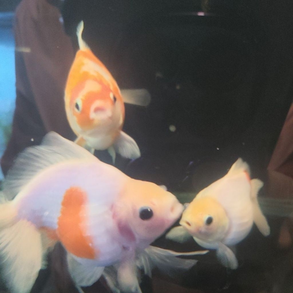 ikan mas koki mutiara