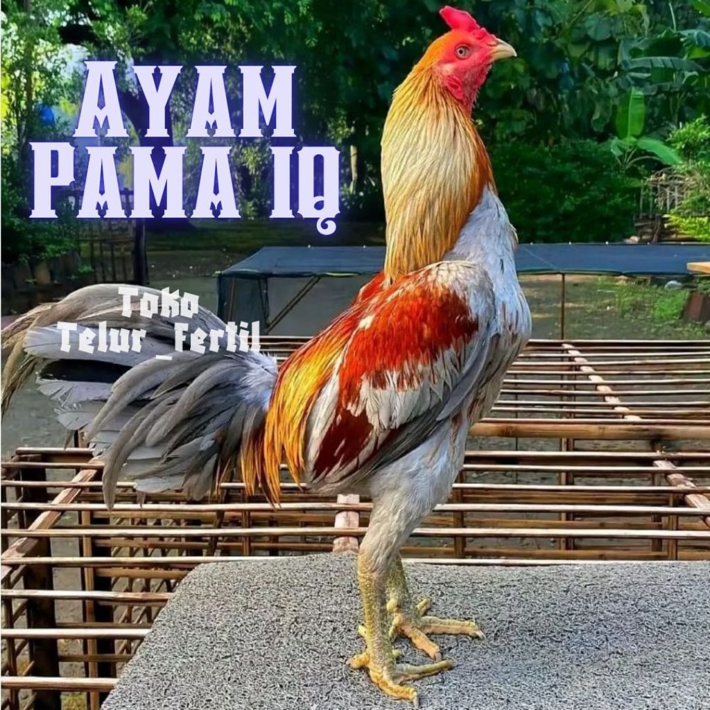 TELUR  AYAM  PAMA IQ ORIGINAL   UNTUK DITETASKAN