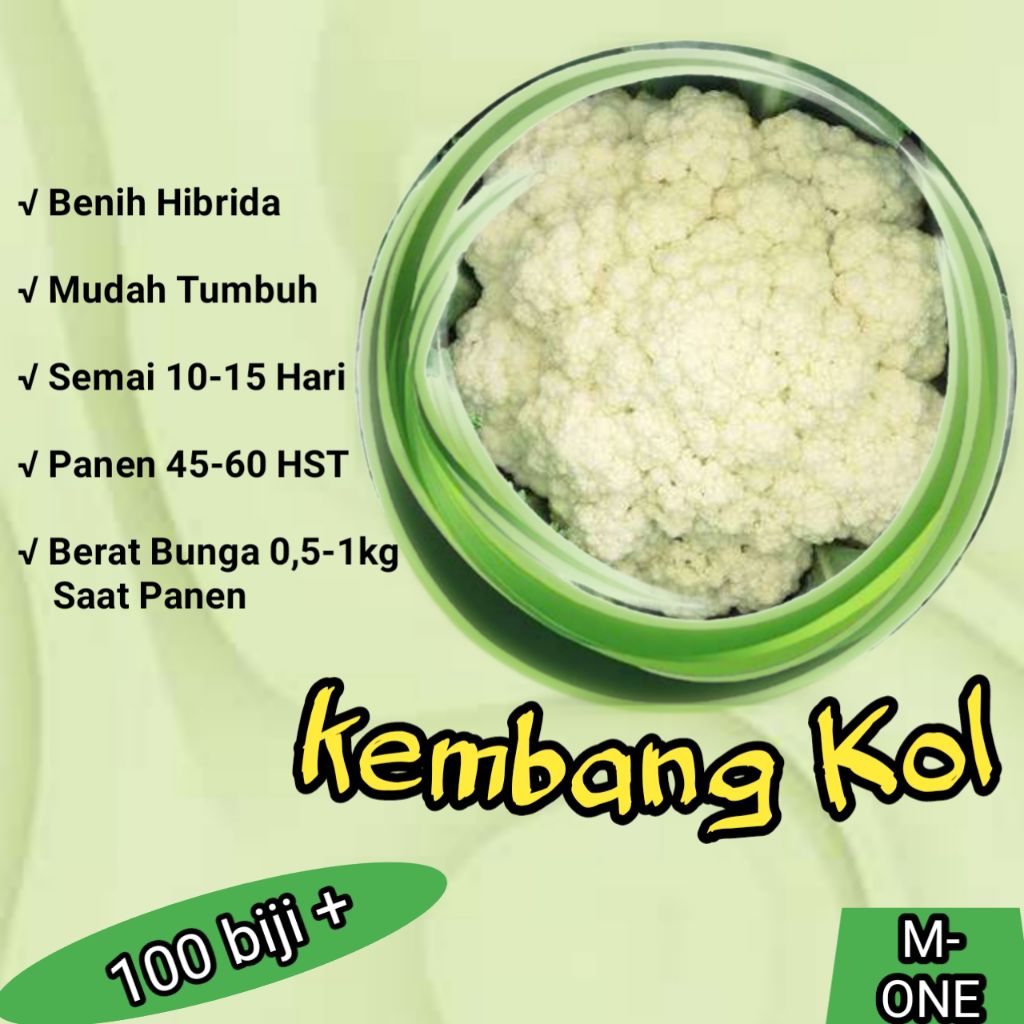 100 Biji+ Benih Bunga Kol DATARAN RENDAH