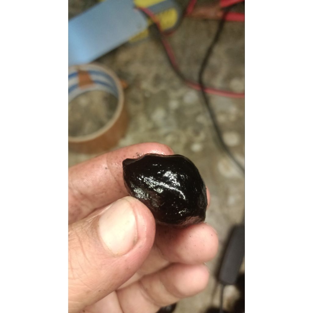 Muncang Adu Kojoan siap Adu/Sudah Matang Bebas Pilih