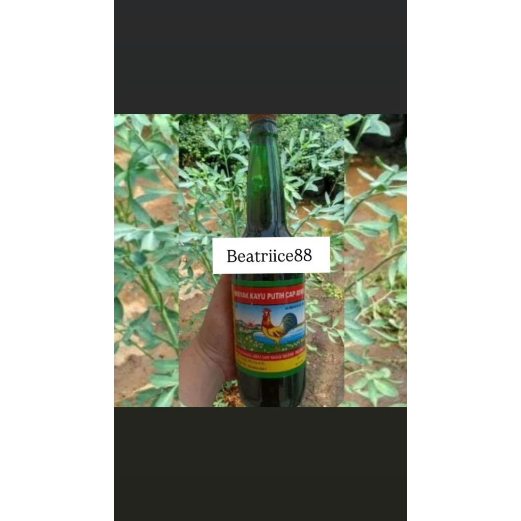 Minyak kayu putih cap ayam rendam inggu chau Chau 620ml